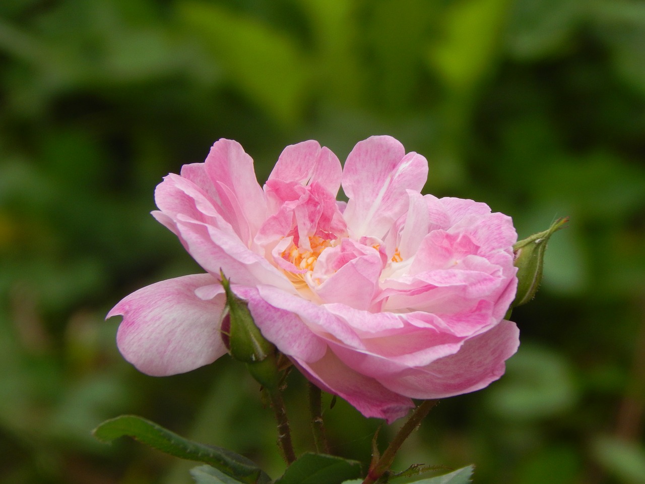 Image - rosa flower pink petals pink open
