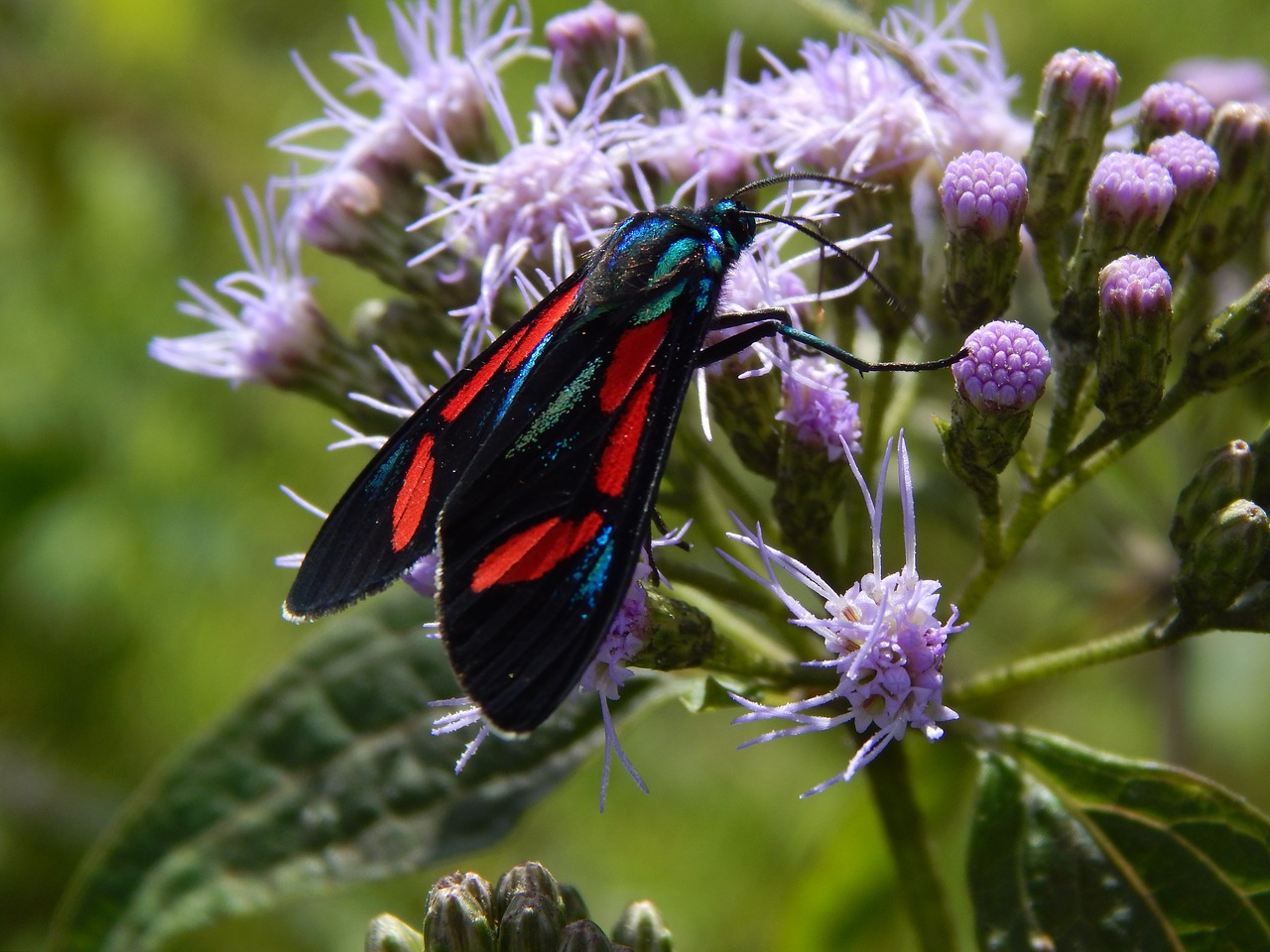 Image - butterfly wild flower lepidopteran