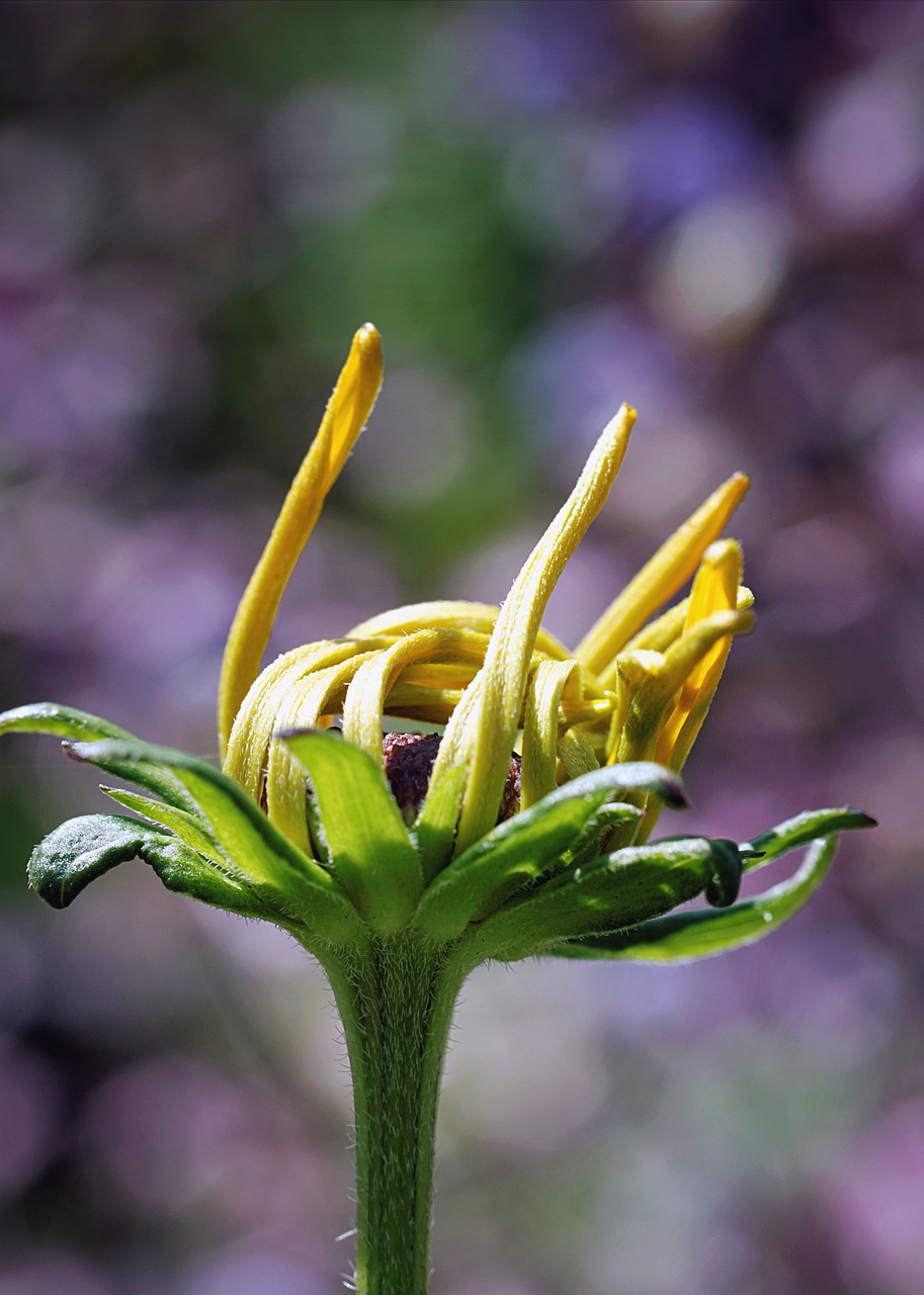 Image - flower nature color plant beauty