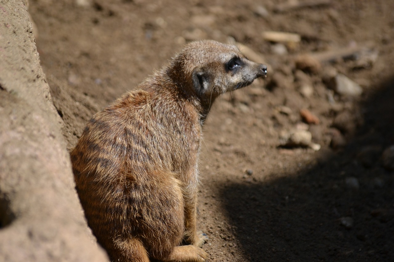 Image - meerkat nature animal zoo africa