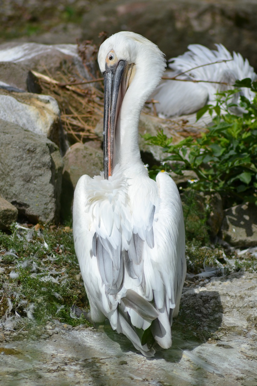 Image - africa pelikan zoo plumage bill