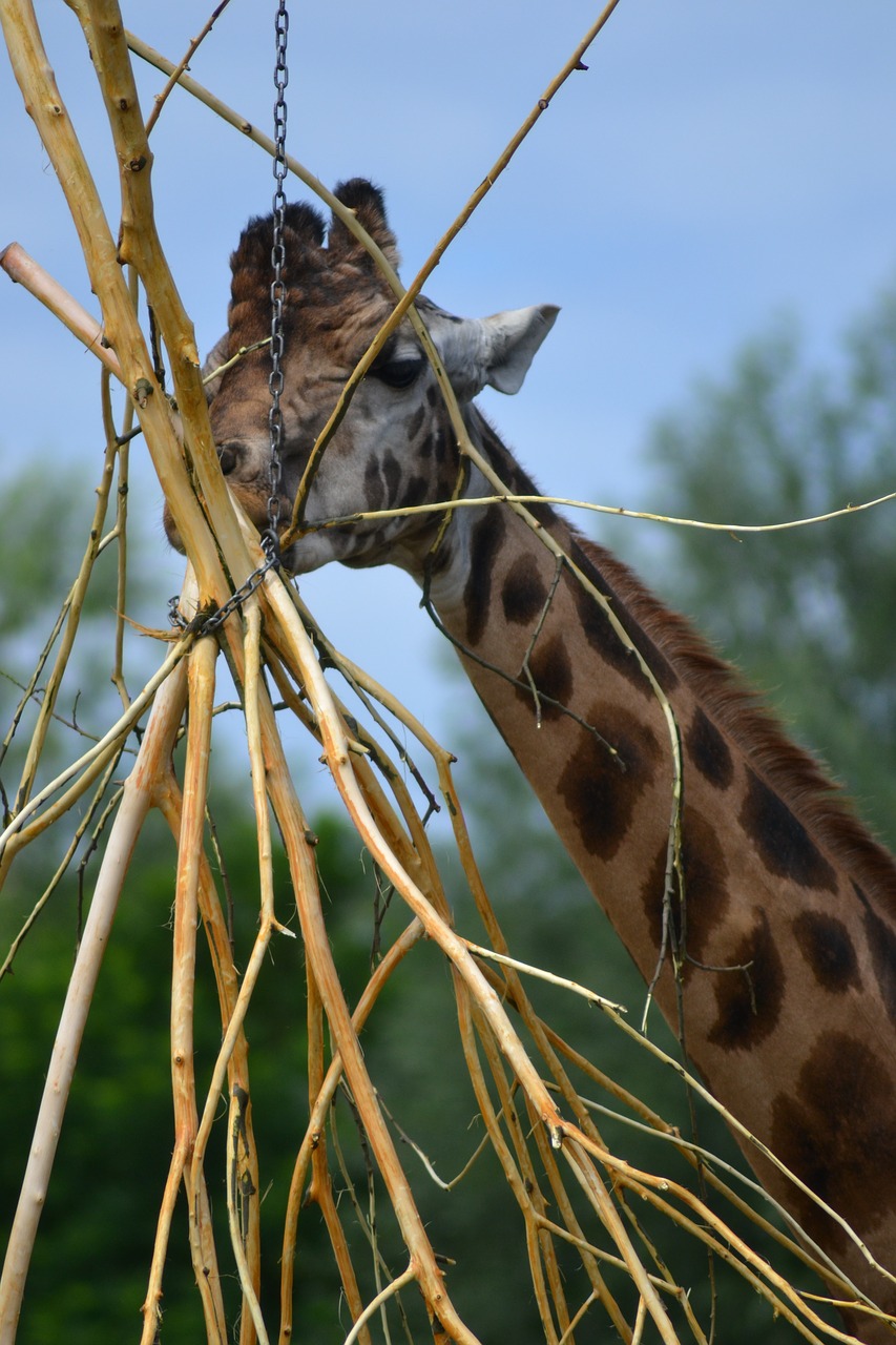 Image - zoo africa giraffe eat head close