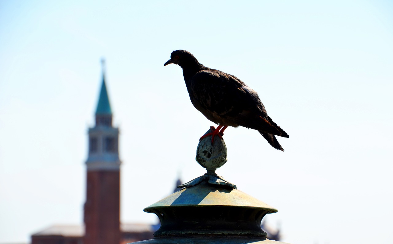 Image - dove venice holidays animal bird