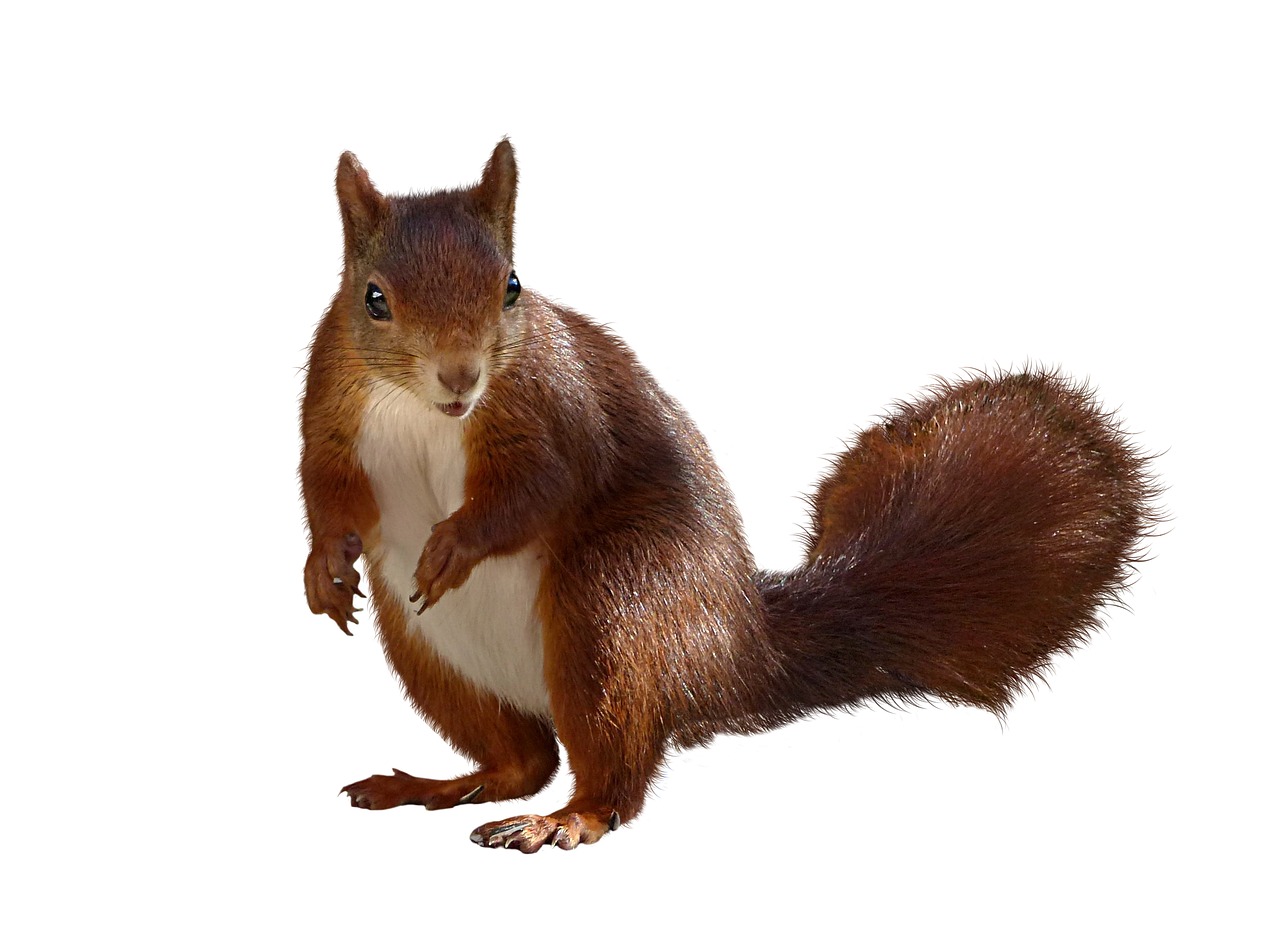 Image - animal squirrel isolated nager