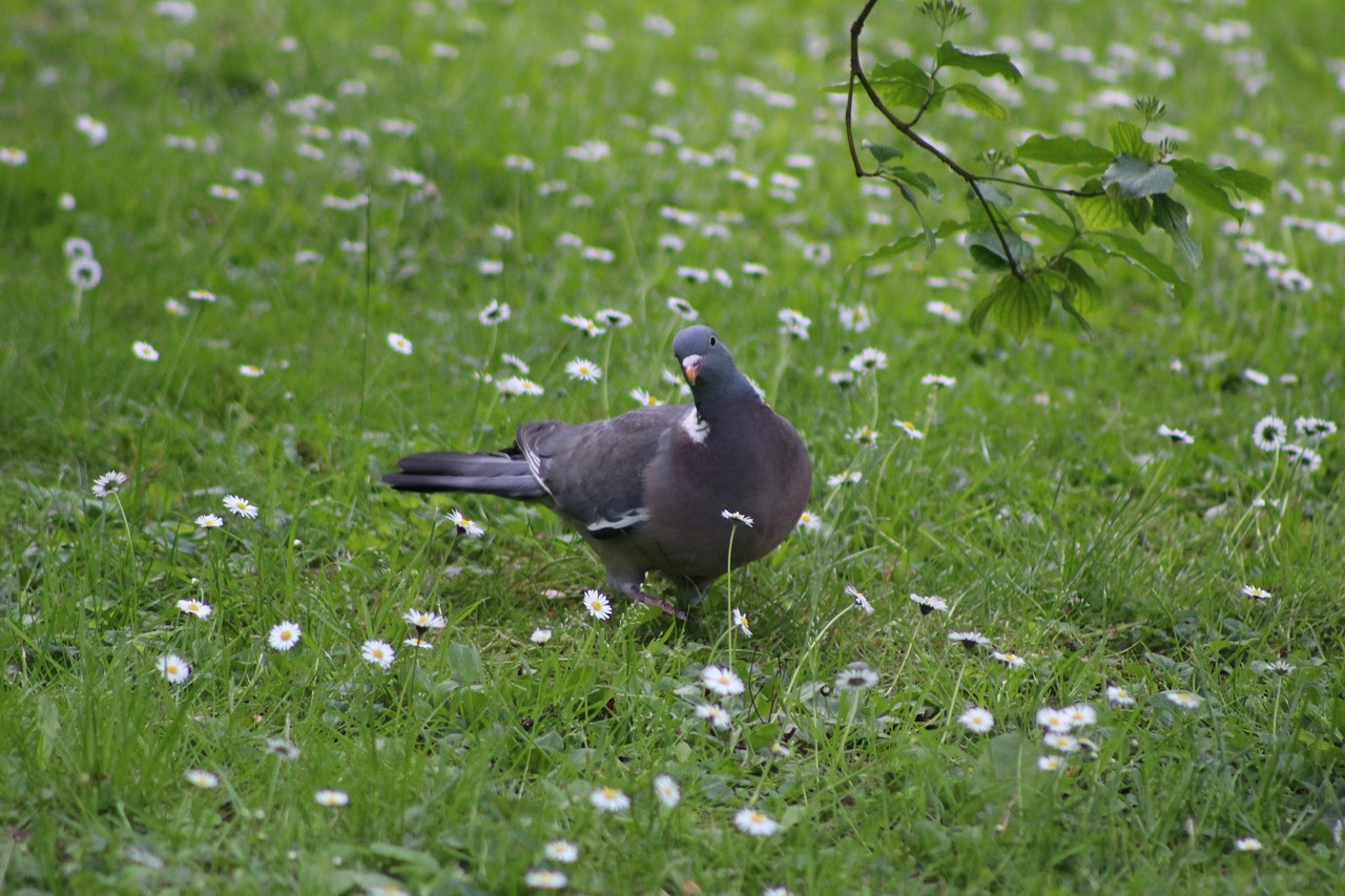 Image - bird pigeon curious pigeon grass