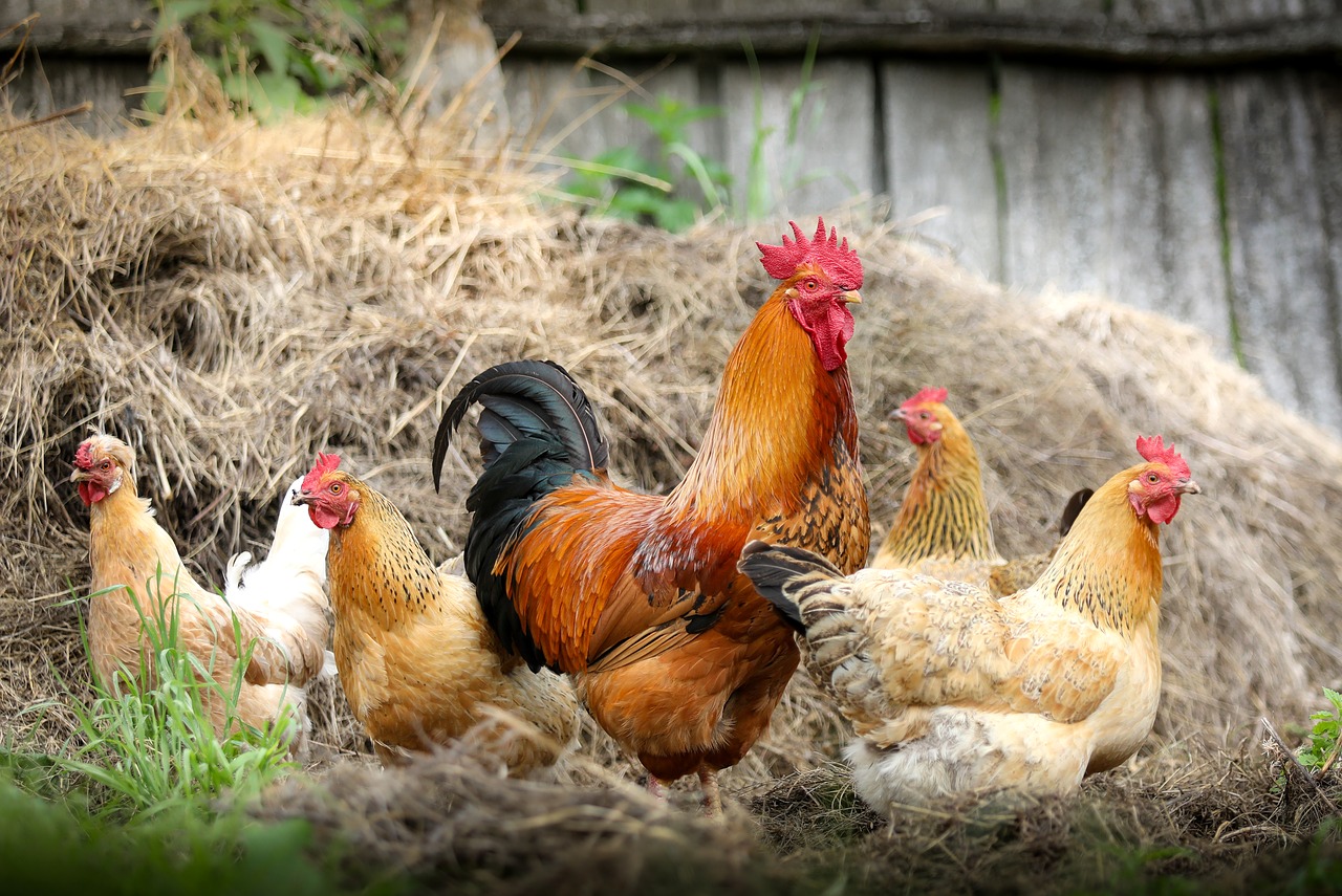 Image - cock farm village chicken polygamy