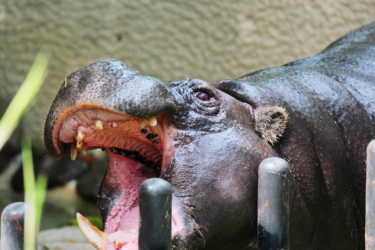 Image - animal cover zoo large berserk