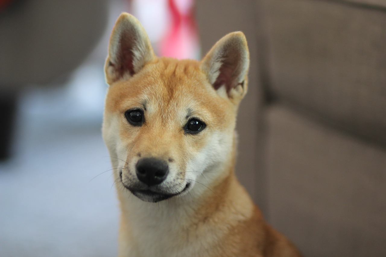 Image - dog shiba inu puppy animal shiba