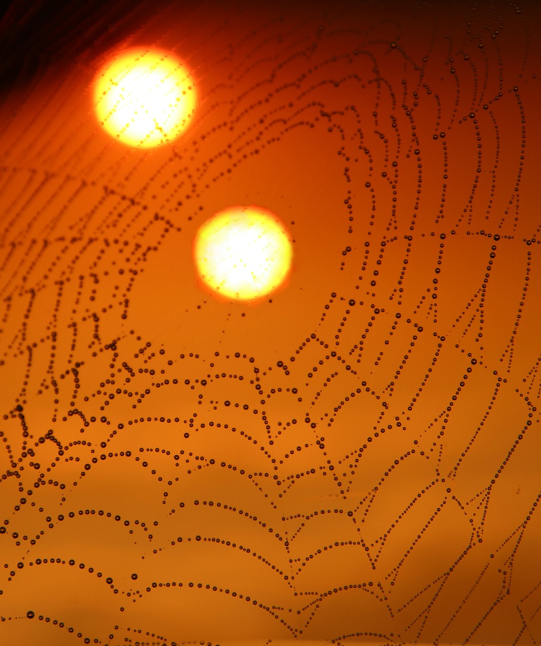 Image - spider web drops sun two double