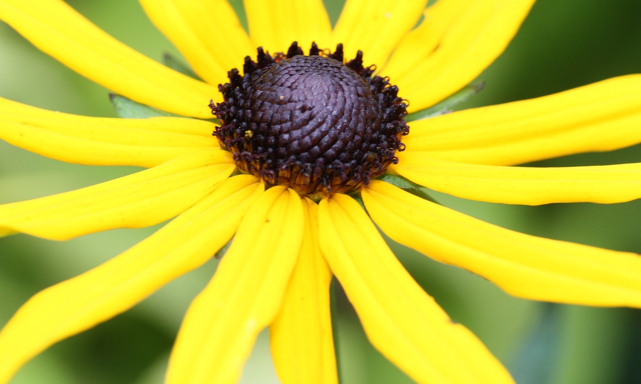 Image - rudbeckia gardening flower autumn