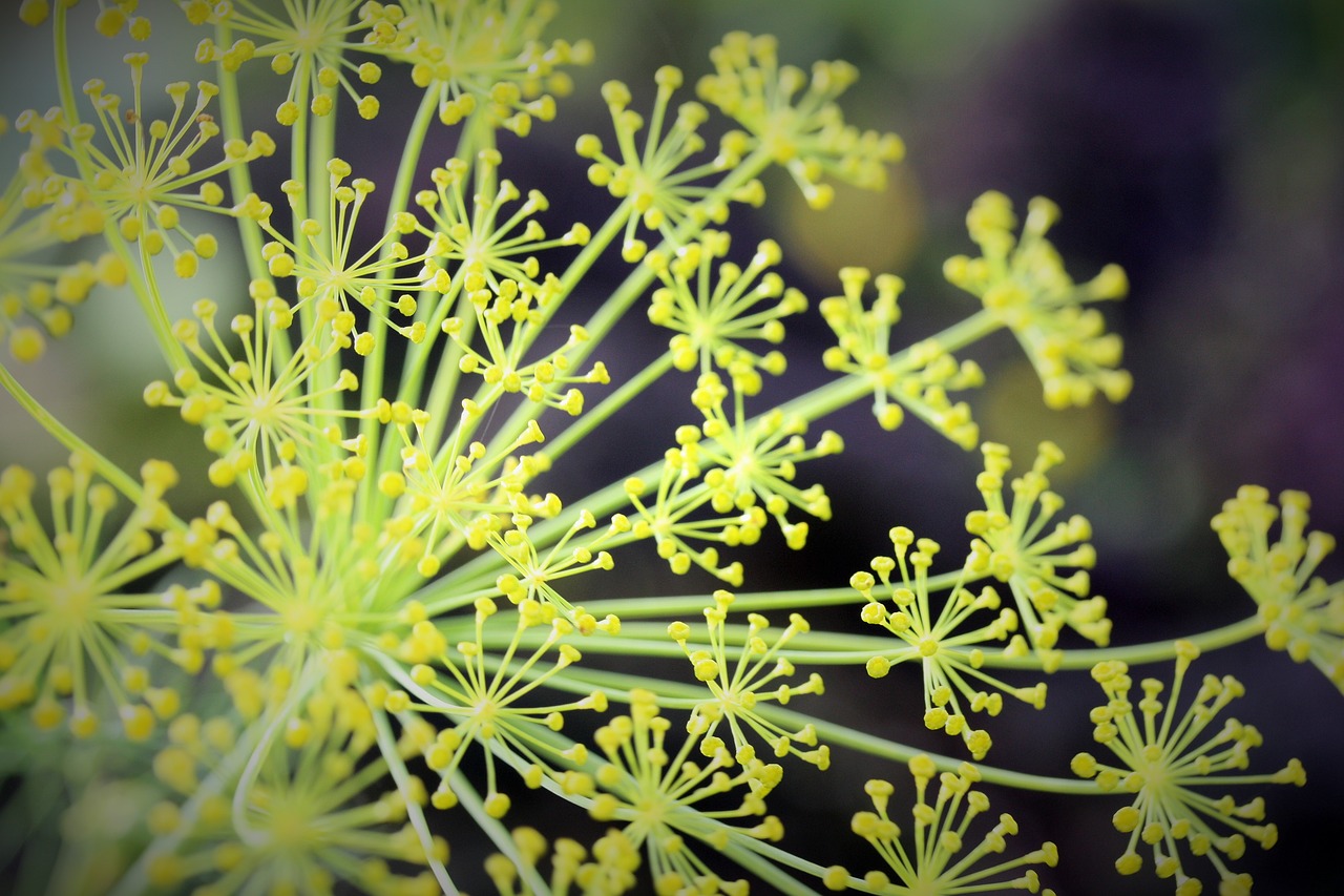 Image - dill seed summer herbs herb food