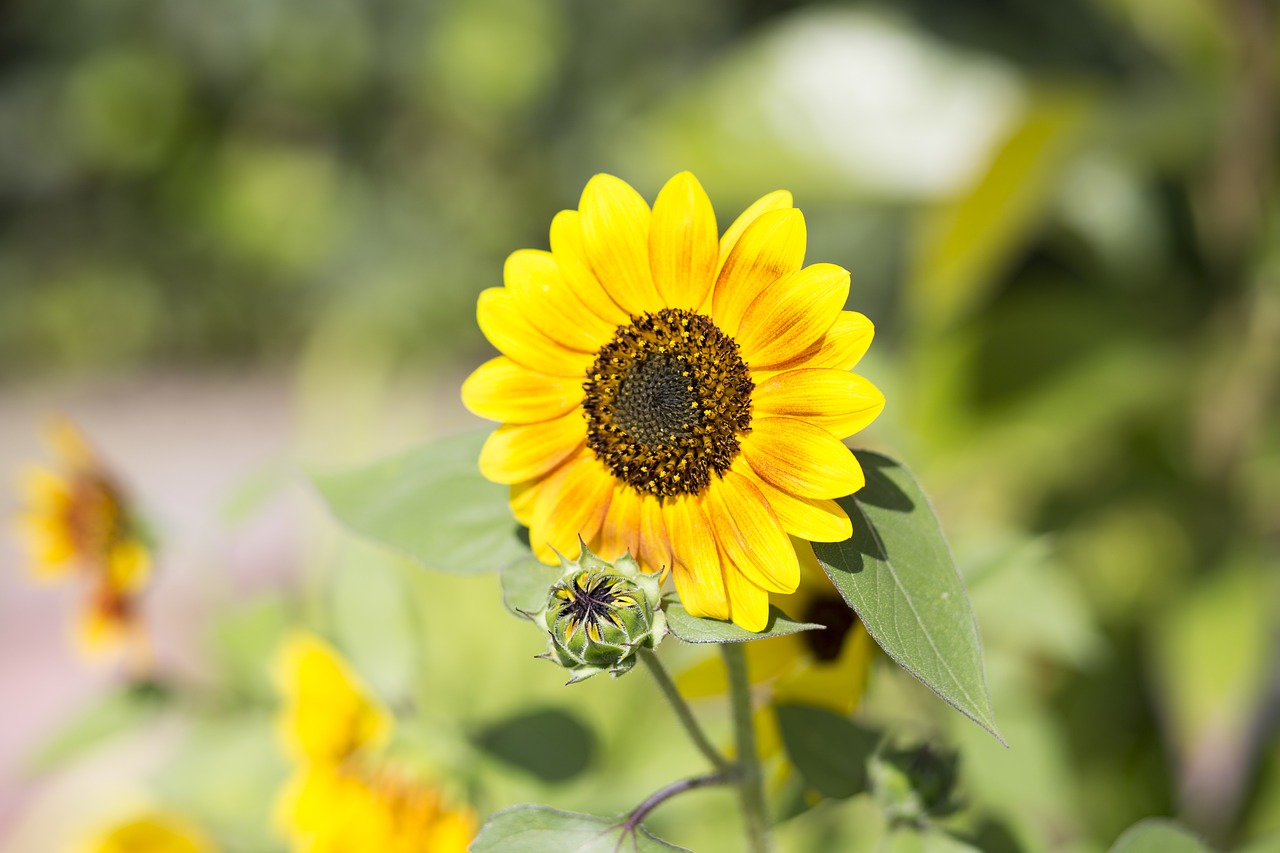 Image - sunflower flower bloom y yellow