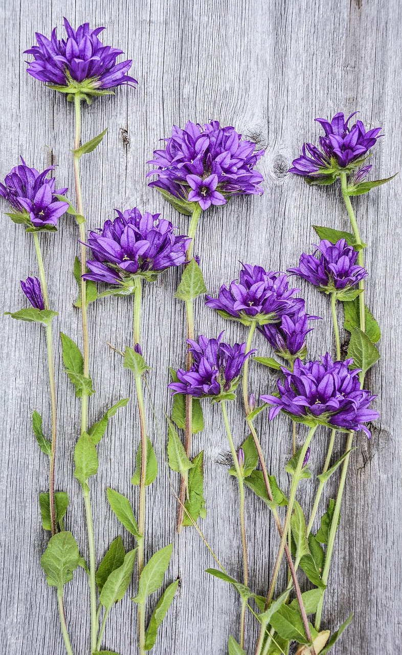 Image - flowers purple wood plank fresh