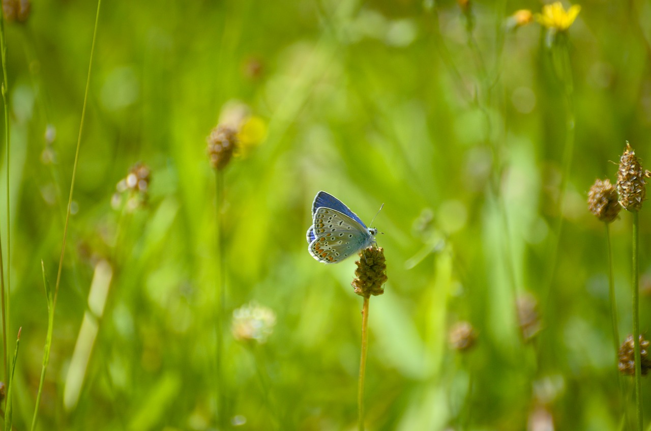 Image - butterfly argus silver studded blue