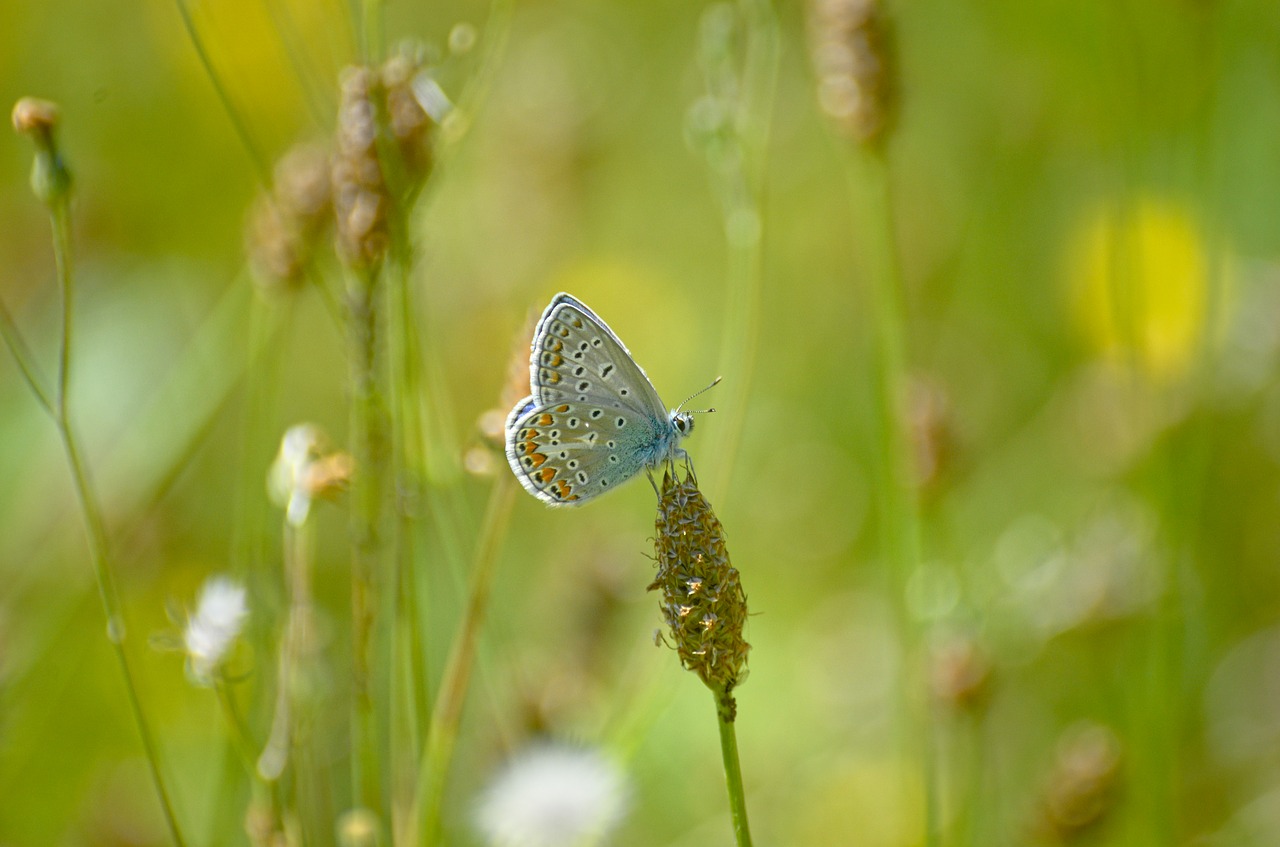 Image - butterfly argus silver studded blue
