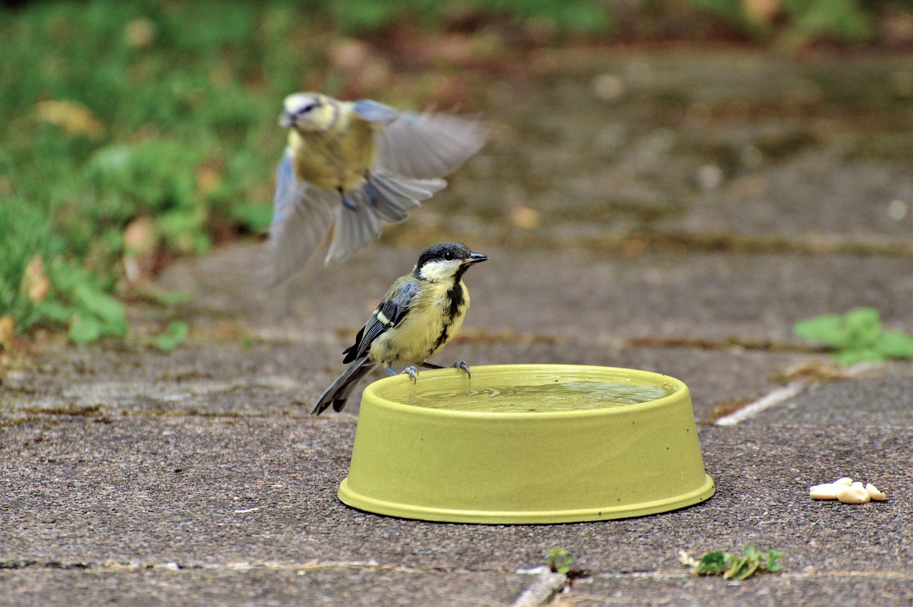Image - tit blue tit little bird bird