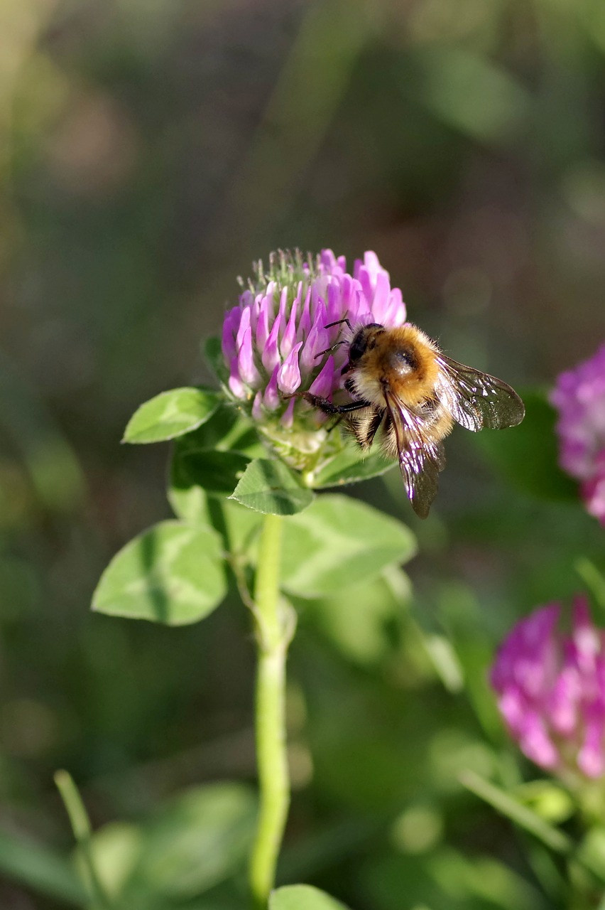 Image - bumblebee insect pollinate clover