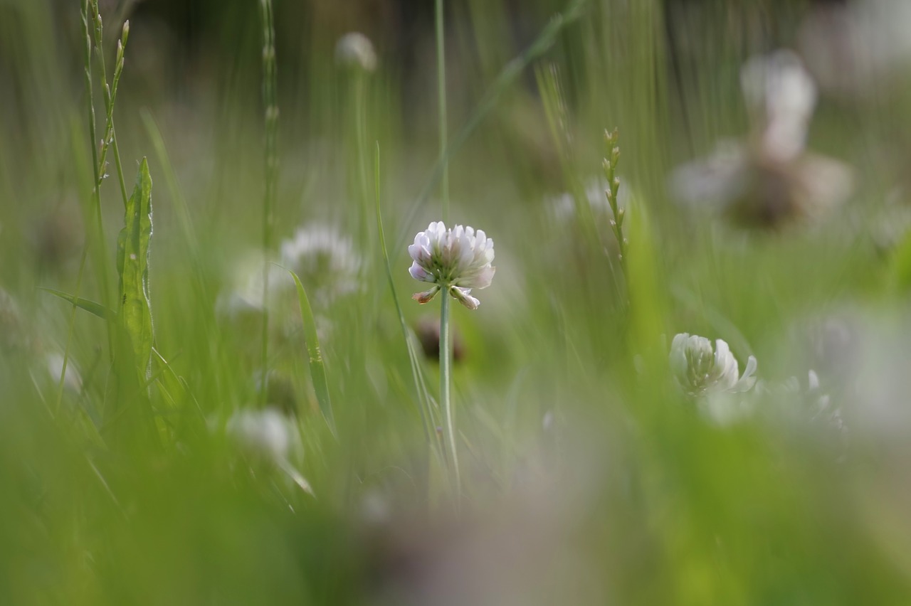 Image - meadow nature green flower clover