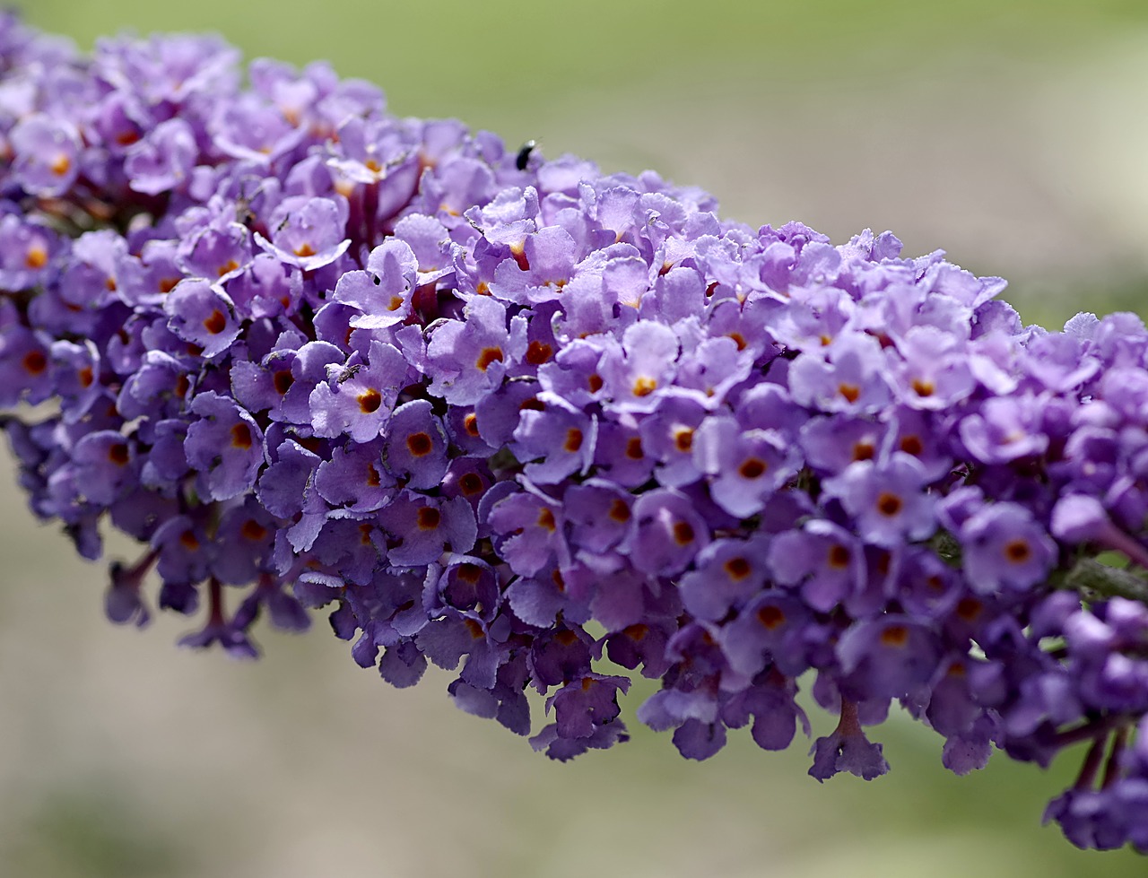 Image - flowers the stem minor garden