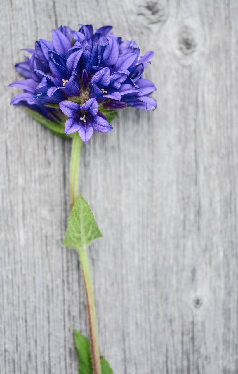 Image - flower purple wood plank fresh