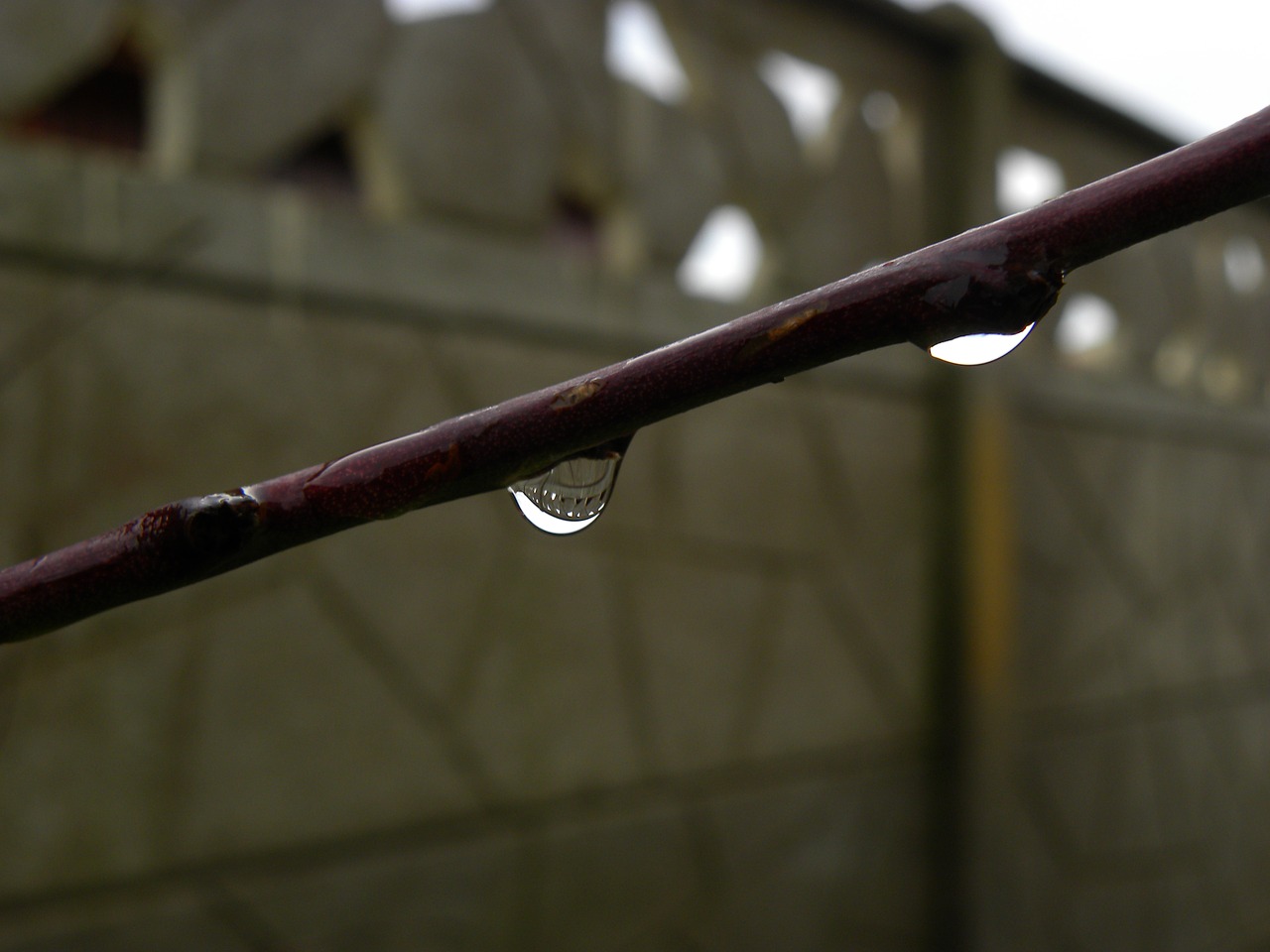 Image - branch tree dry tree water drops