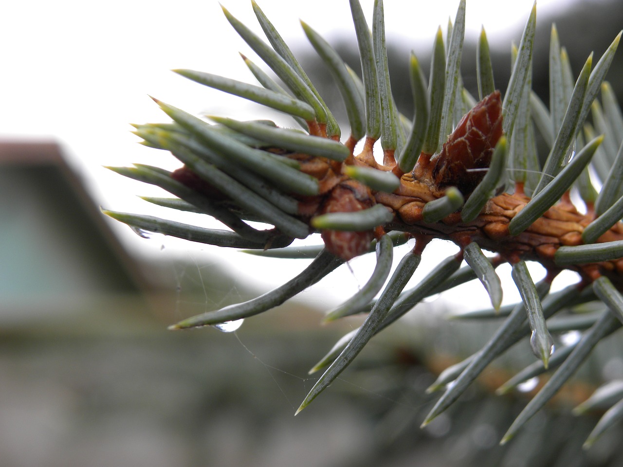 Image - pine macro drop of rain drop