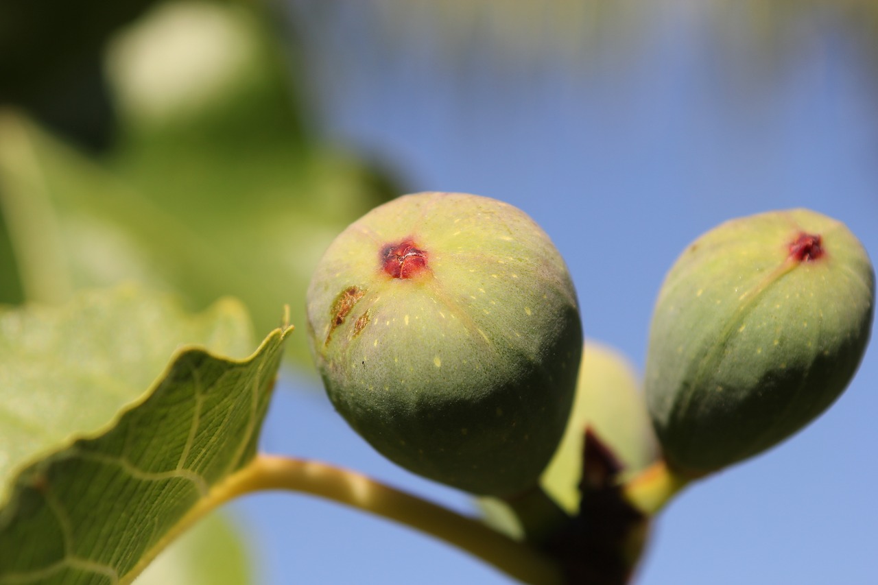 Image - fig tree green fruit nature food