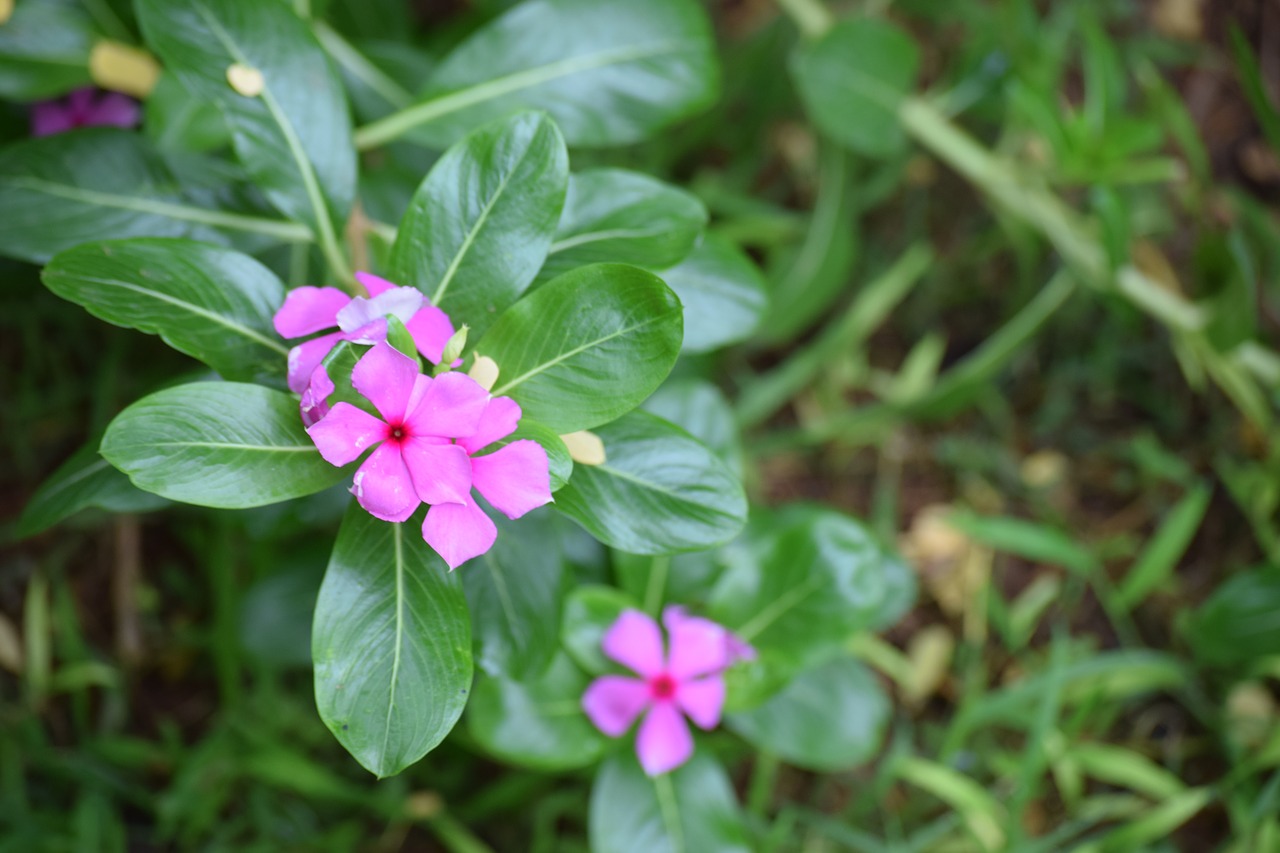 Image - pink flower palakkad