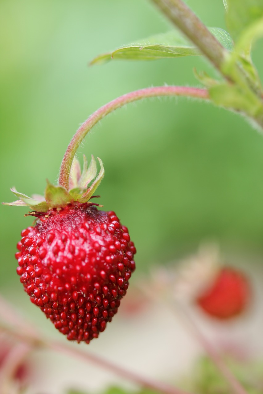 Image - strawberry garden plant fruits