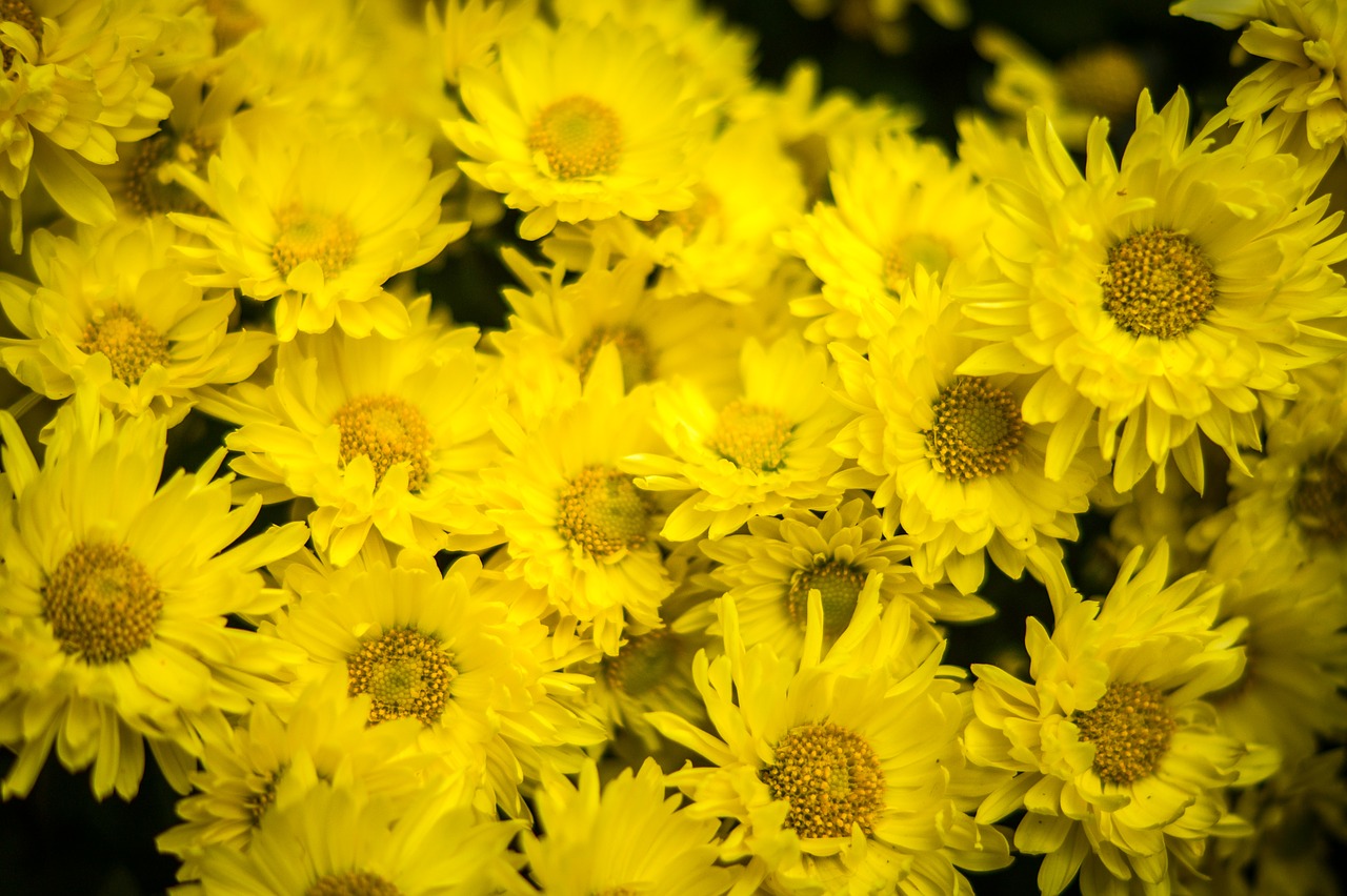 Image - chrysanthemum yellow flowers affix