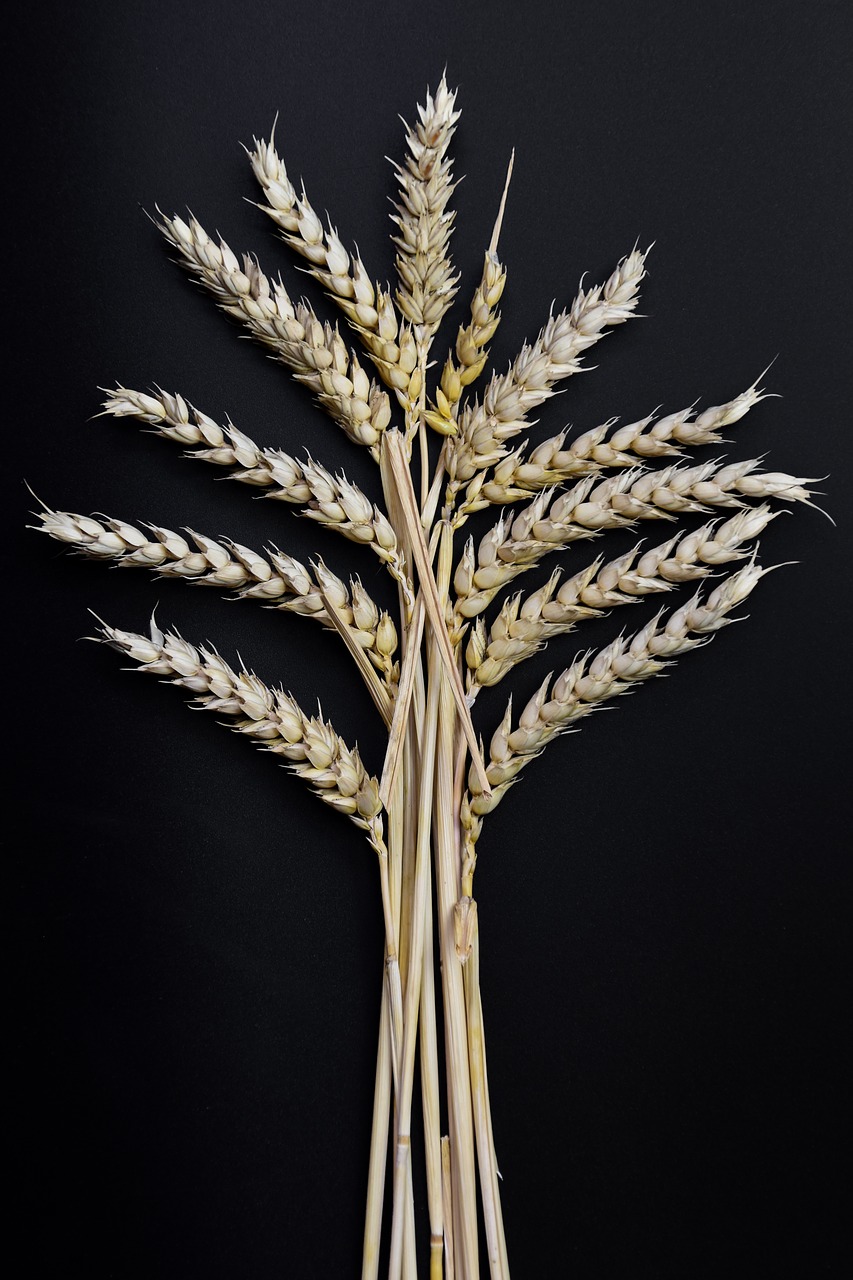 Image - ear grain corn on the cob wheat