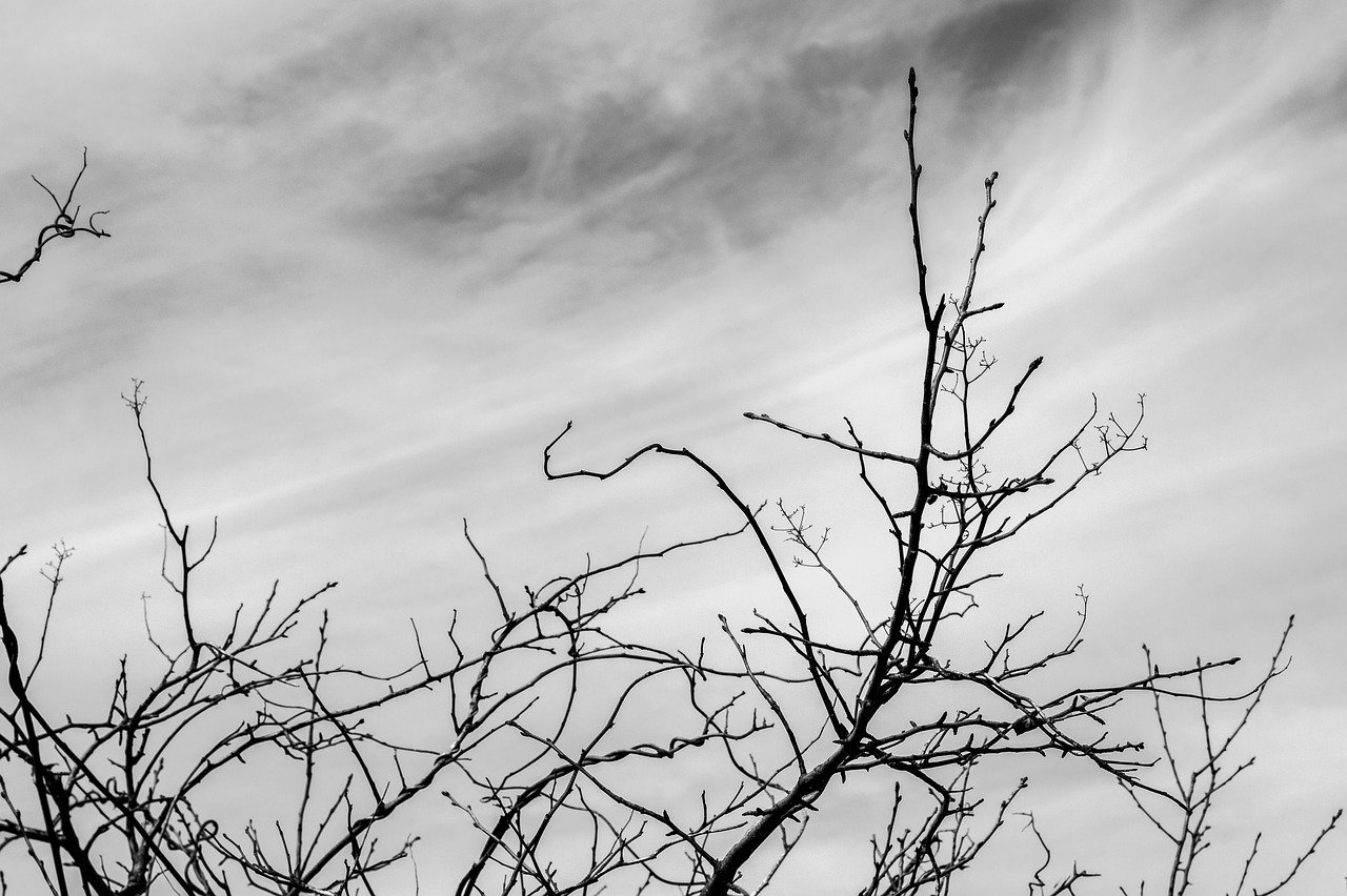 Image - eggplant branch wood tree