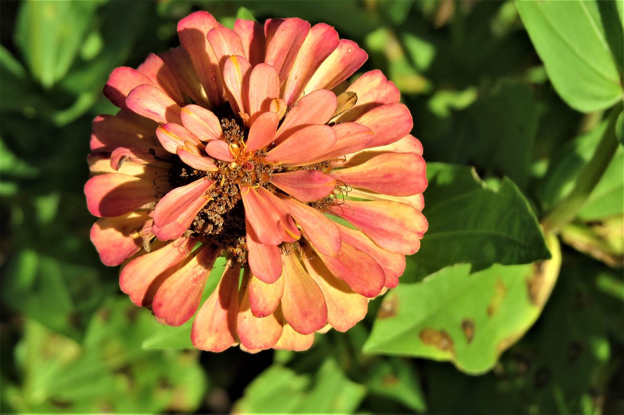 Image - flower rust orange green garden