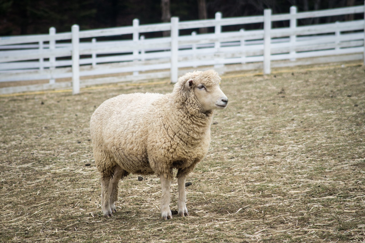 Image - yang sheep animal ranch gangwon do