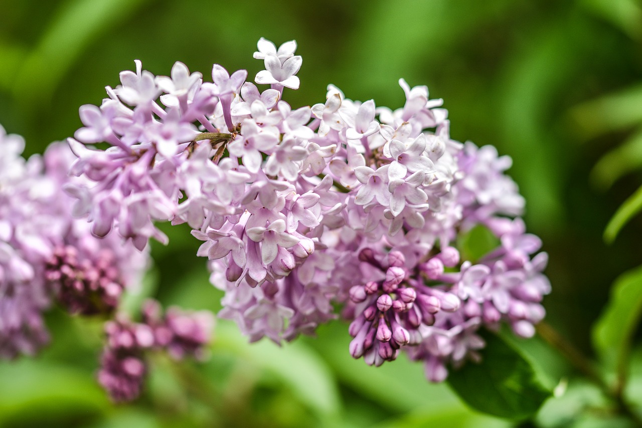 Image - flower lilac pink sunlight plant