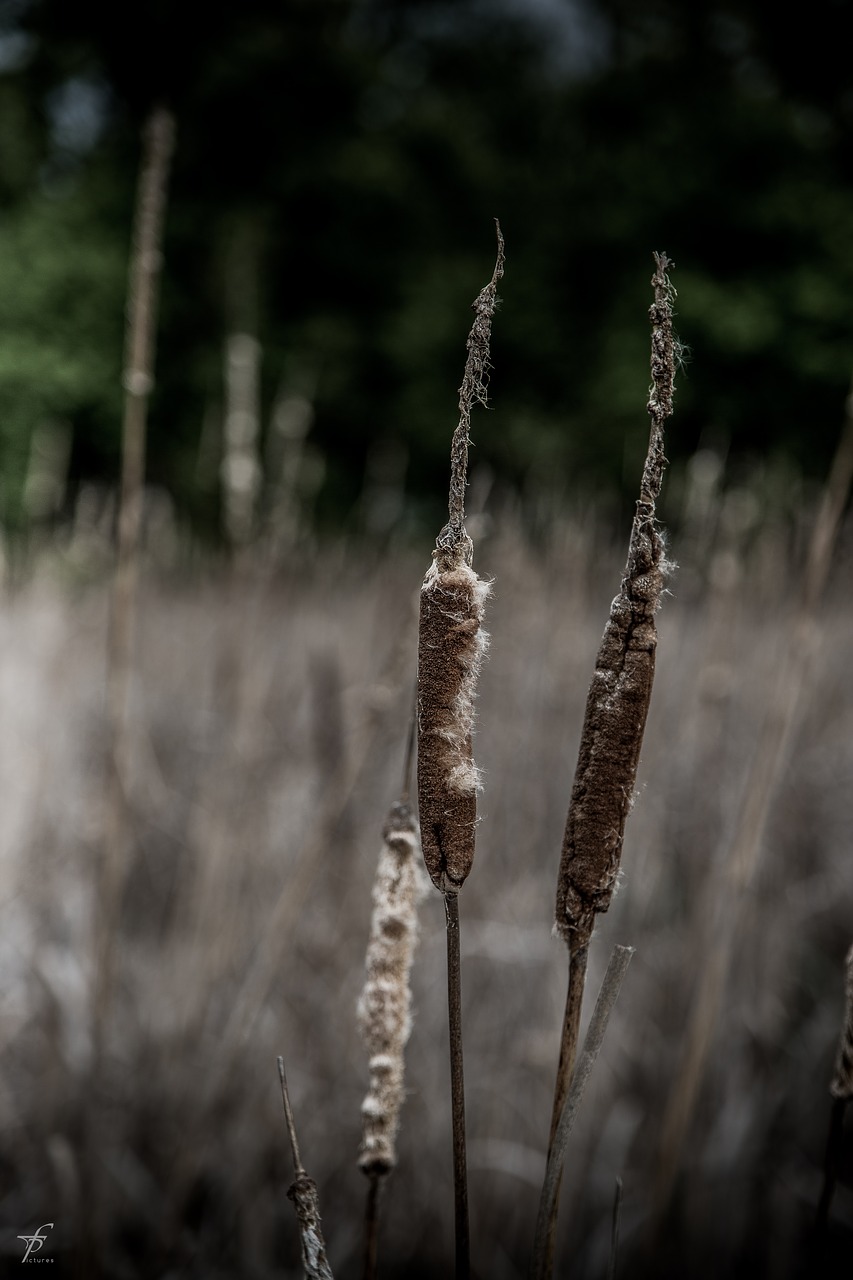 Image - nature lake photography slovakia