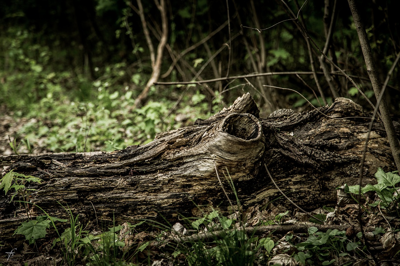 Image - nature lake photography slovakia