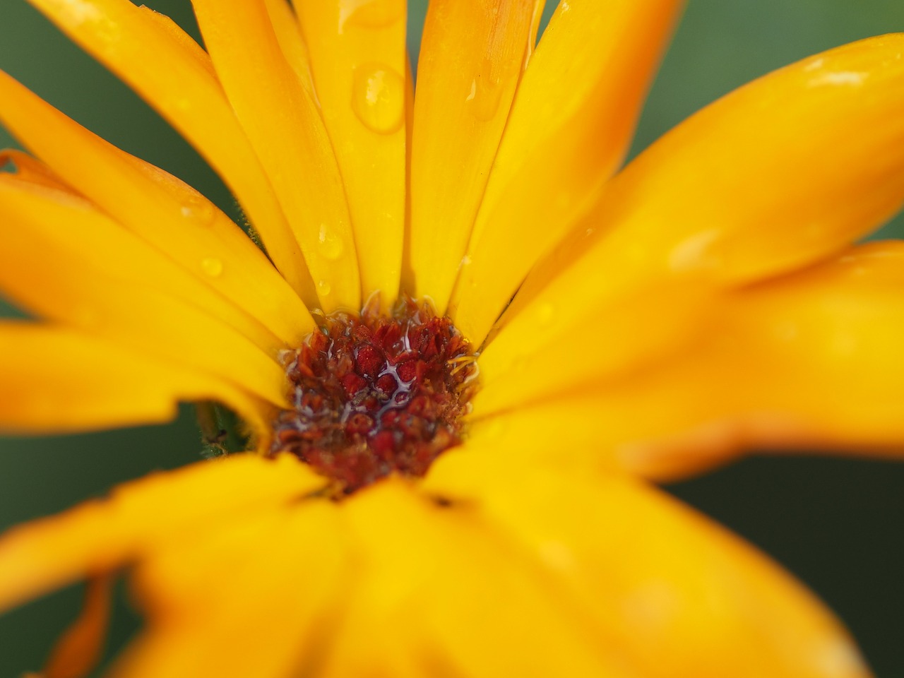 Image - sun flower dewdrop flower yellow