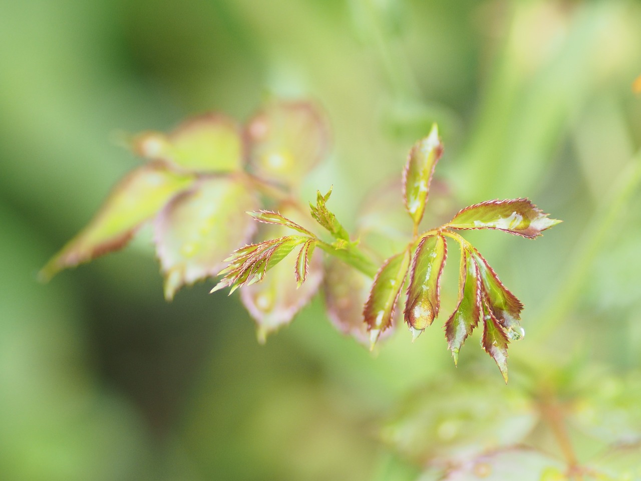 Image - dewdrop flower yellow garden plant