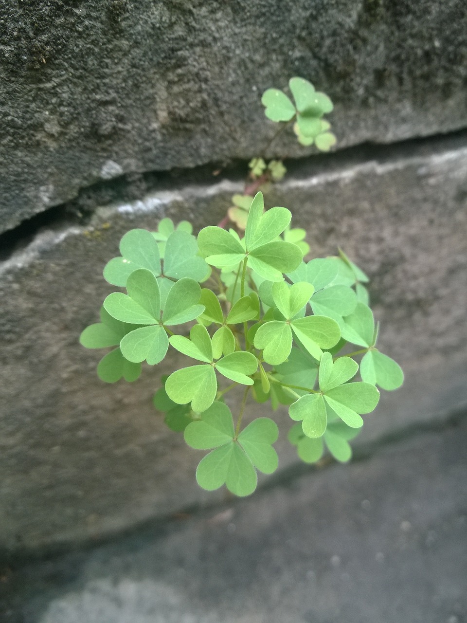 Image - plant clover nature wall falnövény