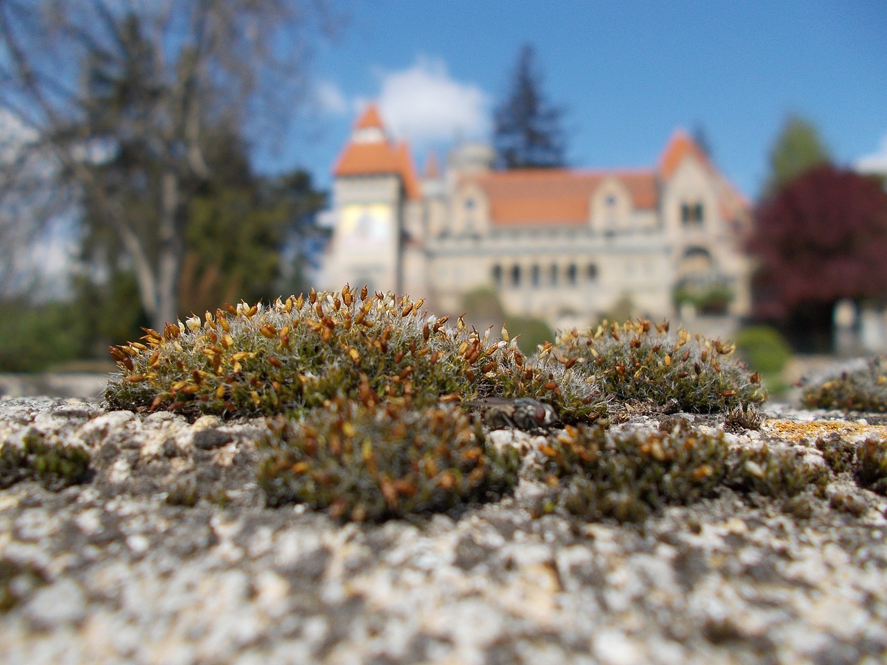 Image - bory city castle building