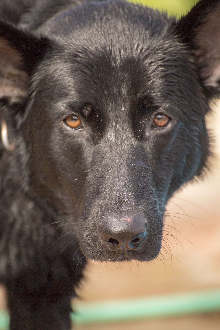 Image - german shepherd dog german shepherd