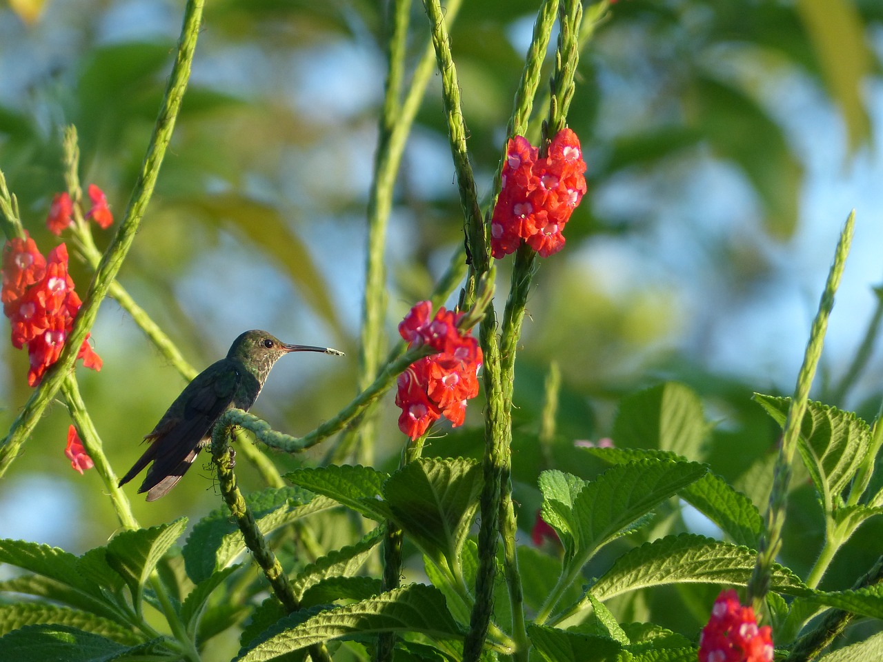 Image - hummingbird bird flowers exotic