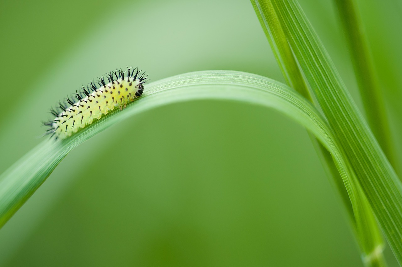 Image - oak sawfly larva larva insect