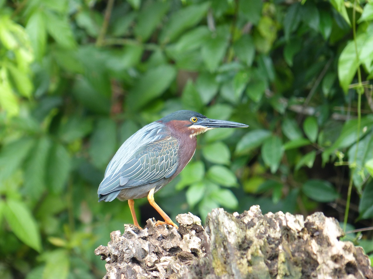 Image - even virescens green heron bird