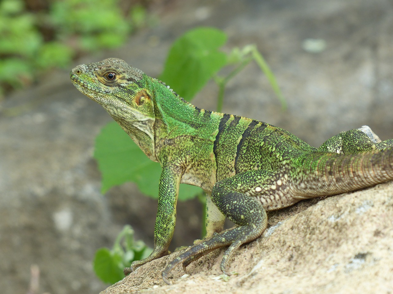 Image - lizard sun costa rica green sunny