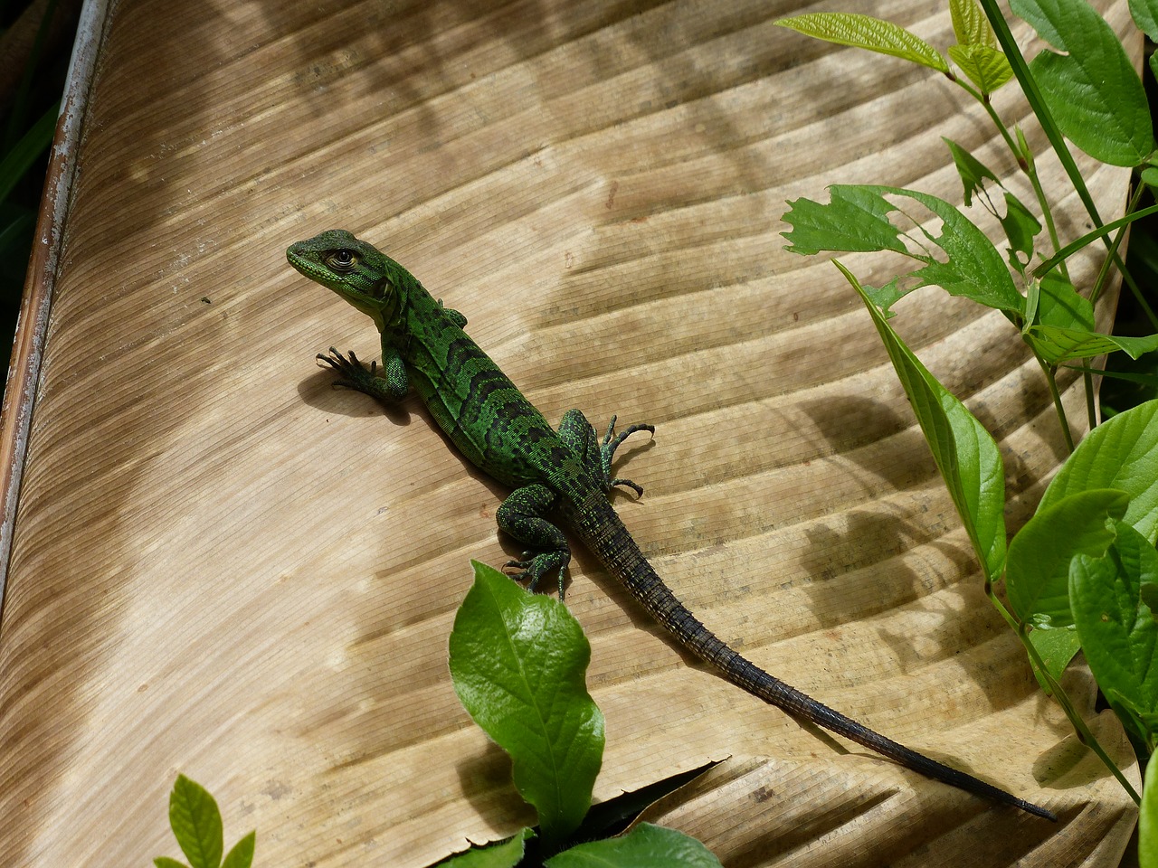 Image - lizard sun costa rica green sunny