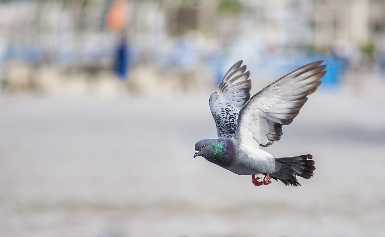 Image - bird pigeon wing flying