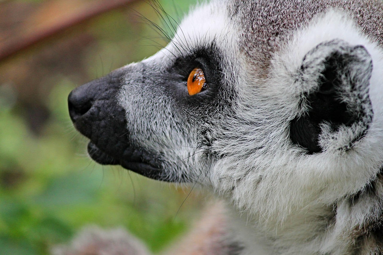 Image - maki lemur lemur monkey madagascar