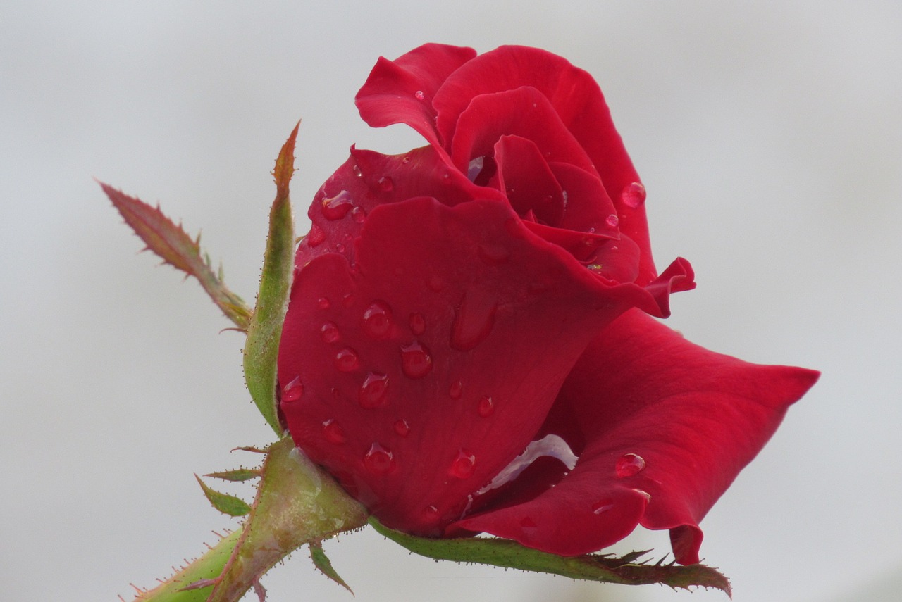 Image - red rose dew flower petal bloom